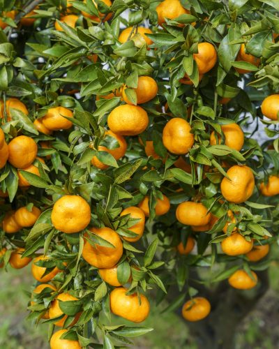 vertical-shot-orange-fruit-tree